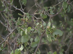 Lycium boerhaviifolium
