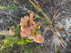 Exobasidium ferrugineae