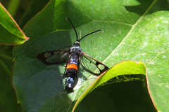 Synanthedon myopaeformis