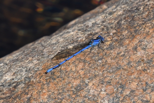 Cerulean Dancer photo 5