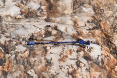 Argia extranea