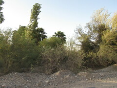 Lycium boerhaviifolium