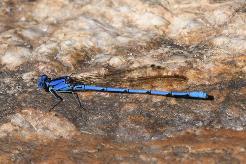 Cerulean Dancer photo 2