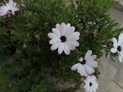 Dimorphotheca