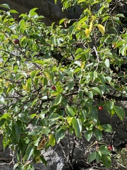 Prunus mahaleb