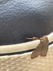 Basacallis tarachodes