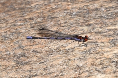 Argia oenea