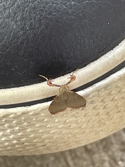 Basacallis tarachodes