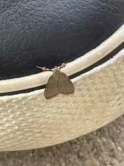 Basacallis tarachodes