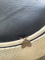 Basacallis tarachodes