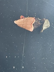 Basacallis tarachodes