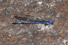 Argia extranea