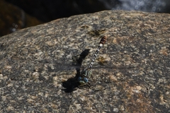 Erpetogomphus lampropeltis