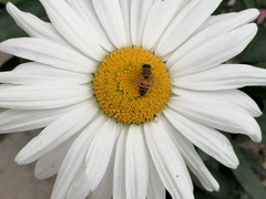 Apis mellifera