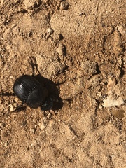 Phanaeus triangularis