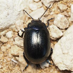 Chrysolina auripennis