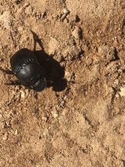 Phanaeus triangularis