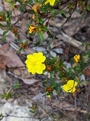 Hibbertia bracteata