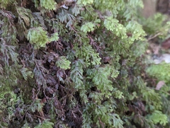Hymenophyllum lanceolatum