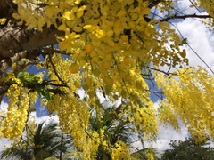 Cassia fistula