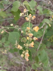 Wissadula densiflora