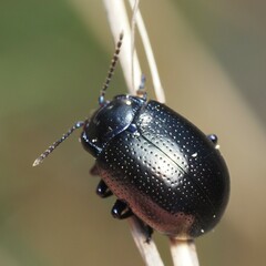 Chrysolina auripennis