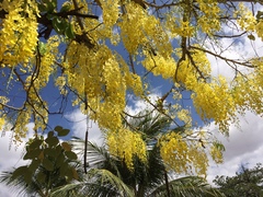 Cassia fistula