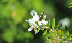 Austroscaeva melanostoma