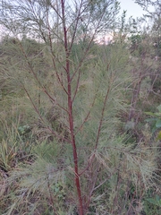 Tamarix