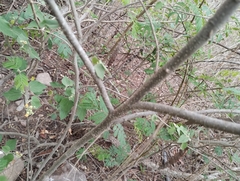 Wissadula densiflora