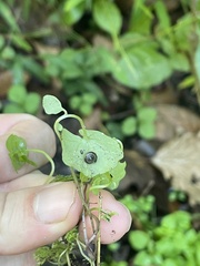 Ventridens ligera