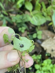 Ventridens ligera