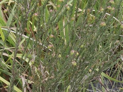 Gompholobium scabrum