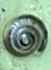 Ventridens ligera