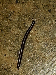 Julidae