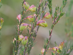 Gompholobium scabrum