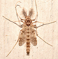 Psectrotanypus dyari