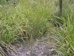 Gompholobium scabrum