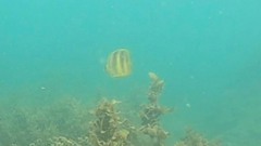 Chaetodon rainfordi