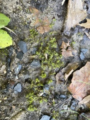 Hyophila involuta
