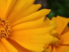 Dioxyna picciola