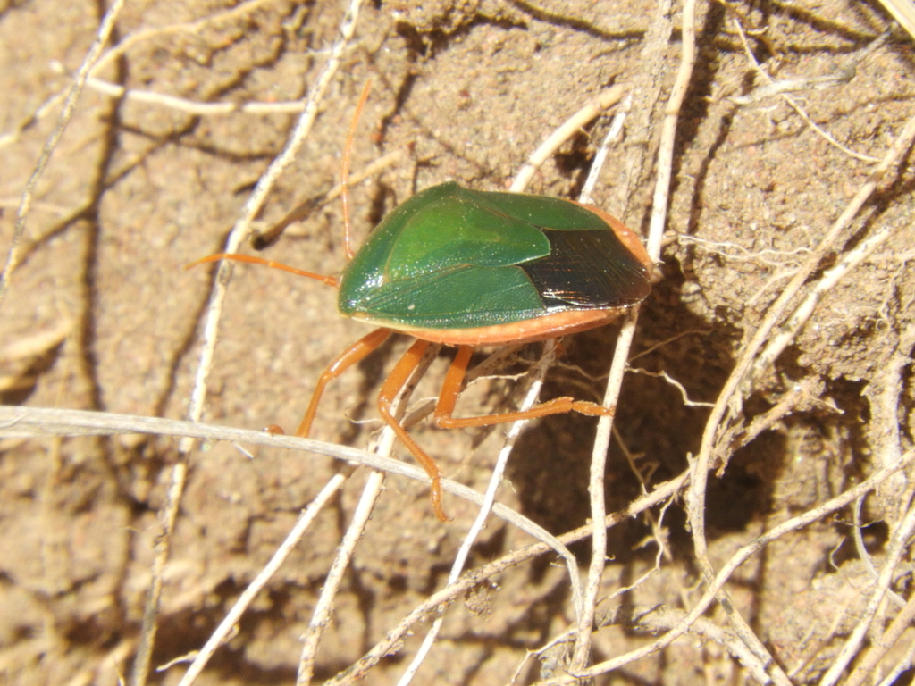 Red-bordered Stink Bug from Gral. Acha, La Pampa, Argentina on October ...