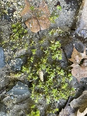 Hyophila involuta