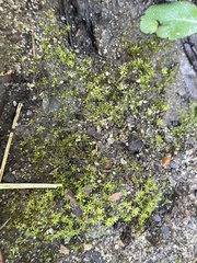 Hyophila involuta