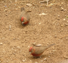 Coryphospingus cucullatus