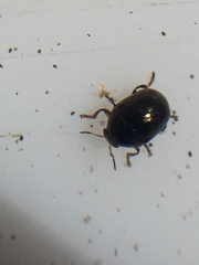 Ditropidus compactus