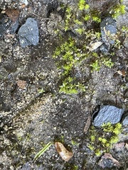 Hyophila involuta