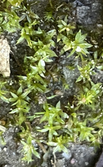 Hyophila involuta