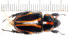 Cyclocephala zurstrasseni