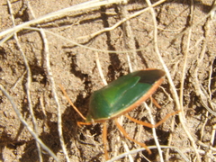 Edessa rufomarginata